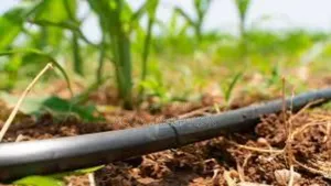 Drip Irrigation: Helping Farmers Save Grow