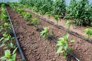 Sustainable Farming With Drip Irrigation!