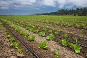 Smart Farming Begins With Drip Irrigation