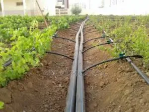 Drip Irrigation: Reliable, Efficient, Effective