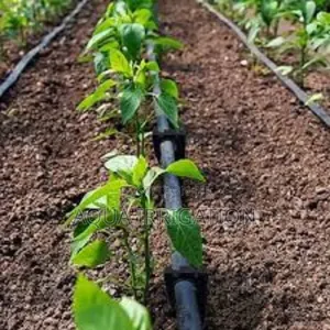 Drip Irrigation: Save Water, Increase Profits