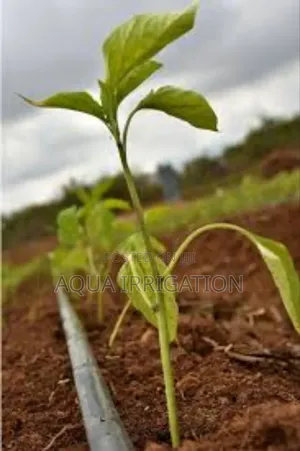 Water Smart, Grow Big With Drip Irrigation