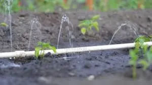 Drip Irrigation: A Sustainable Watering Solution