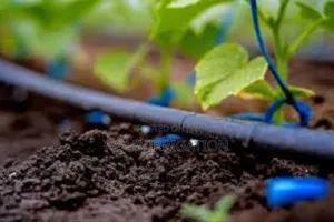 Drip Irrigation: Helping Crops Thrive