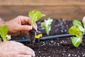 Grow Smarter With Drip Irrigation