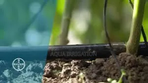 Drip Lines: Irrigation That Works for You!