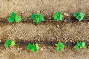 Drip Irrigation: Every Drop, Every Plant!
