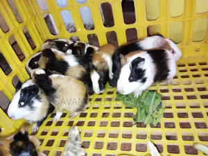 2 to 3 Months Old Guinea Pigs Pets