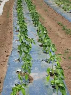 Mulch Film: The Smart Way to Farm!