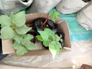 Apricot Seedlings