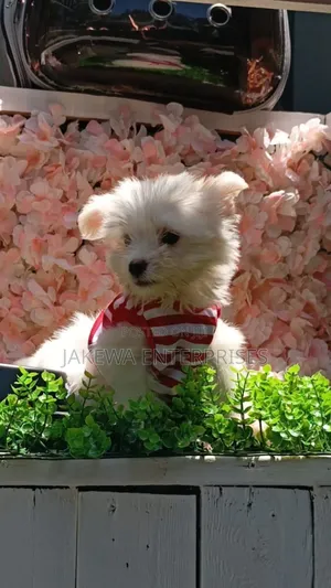 1-3 months Female Purebred Havanese
