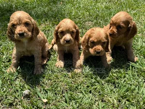 1-3 months Female Purebred English Cocker Spaniel