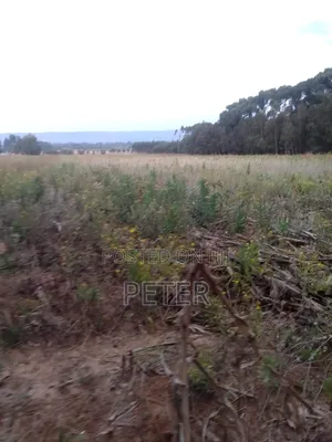 1/2 Acre Productive Land in Nyandarua