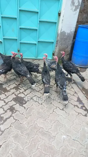 Turkey for Sale