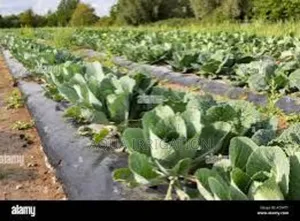 Mulch Film Paper – Less Work, More Harvest