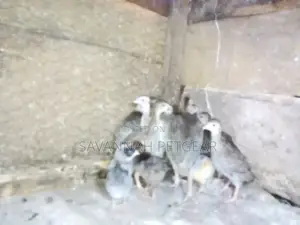 3 Weeks Old Kanga Keets Guinea Fowl Chicks