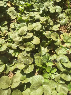 Strawberry Seedlings