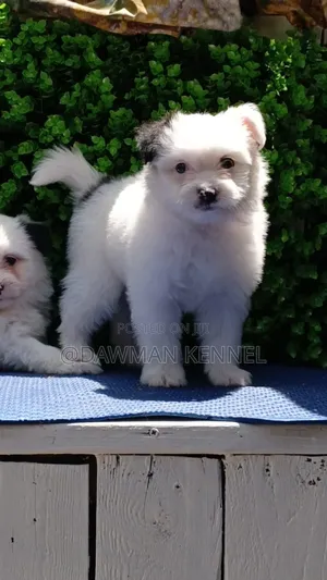 1-3 months Female Purebred Havanese
