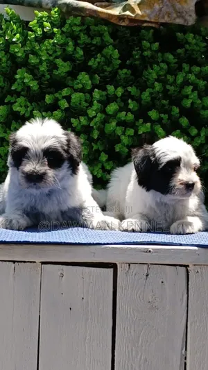 1-3 months Male Purebred Havanese