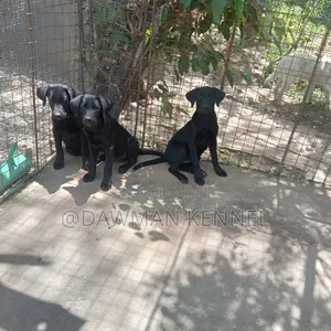 3-6 months Male Purebred Labrador Retriever