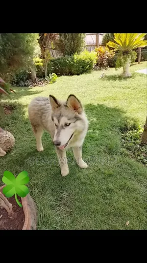 1-3 months Female Purebred Siberian Husky