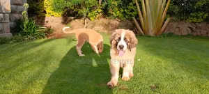 1-3 months Male Purebred Saint Bernard