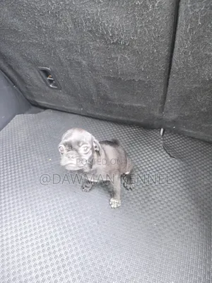 1-3 months Male Purebred Pug
