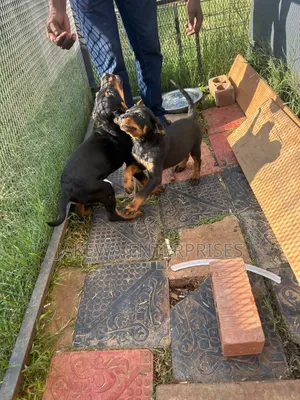 1-3 months Male Purebred Rottweiler