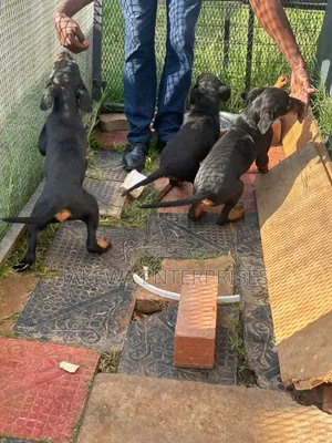 1-3 months Female Purebred Rottweiler