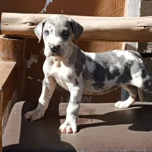 1-3 months Male Purebred Great Dane