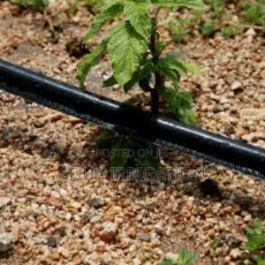 Drip Irrigation Made Easy With Button Drippers