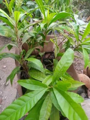 Canistel Seedlings