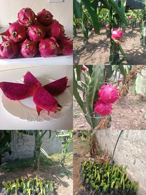 Moroccan Red Dragon Fruits Cuttings