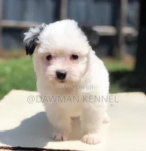 1-3 months Female Purebred Maltese