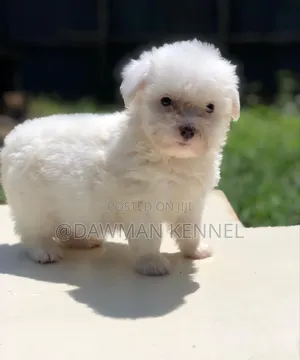 1-3 months Female Purebred Maltese