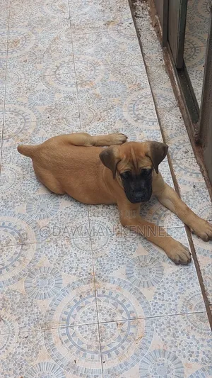 1-3 months Male Purebred Boerboel