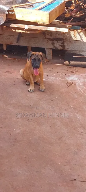 1-3 months Male Purebred Boerboel