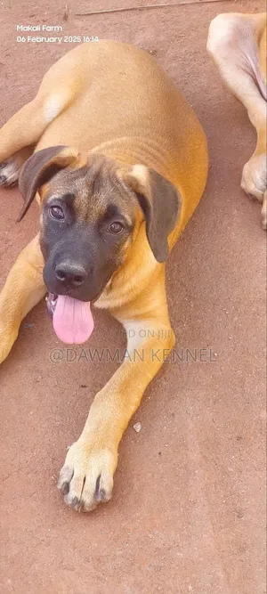 1-3 months Male Purebred Boerboel
