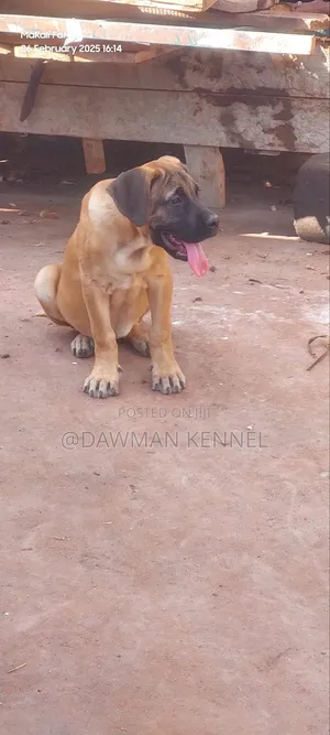 1-3 months Female Purebred Boerboel
