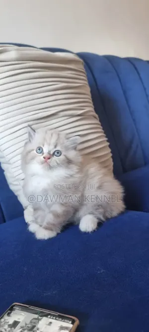 1-3 months Male Purebred Ragdoll