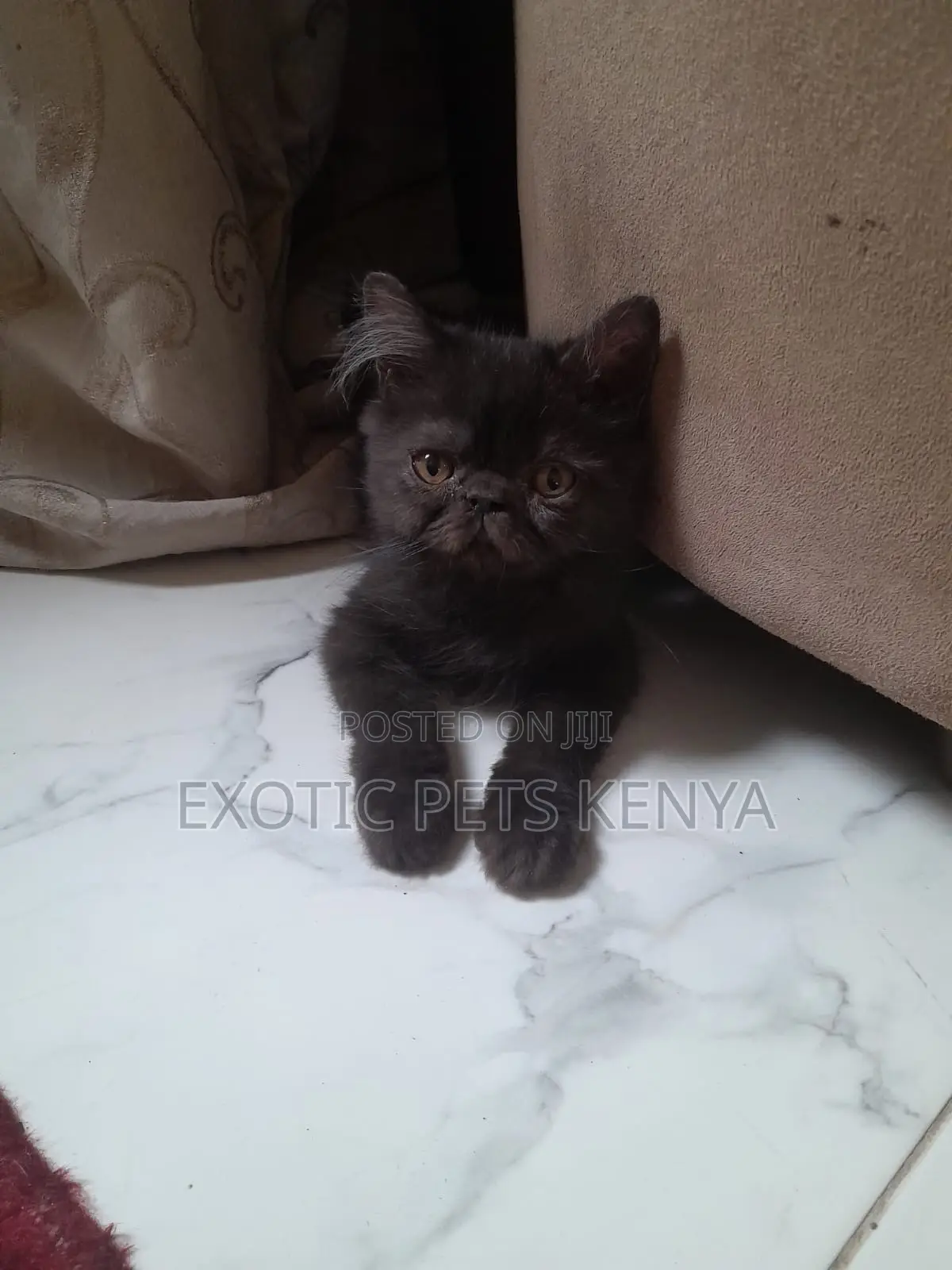 1-3 months Male Purebred Persian