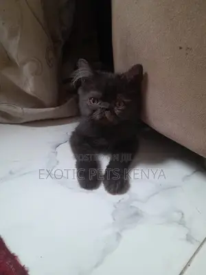 1-3 months Male Purebred Persian