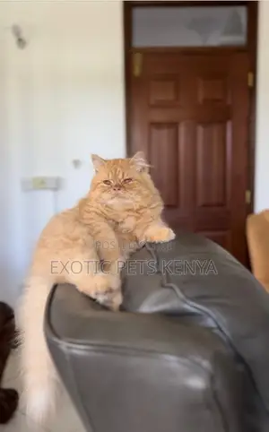 1+ year Male Purebred Persian