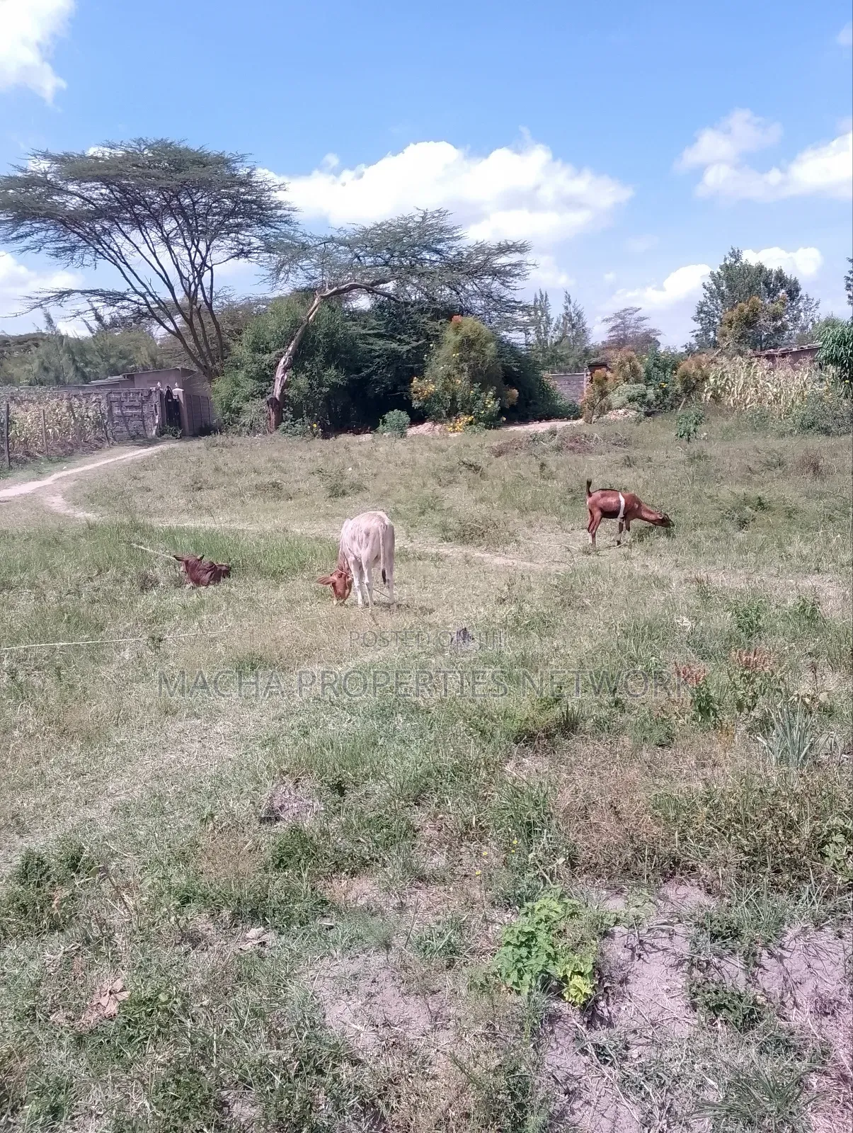 Plot 50 by 100ft -Machakos Kangundo Rd -Kwangongo