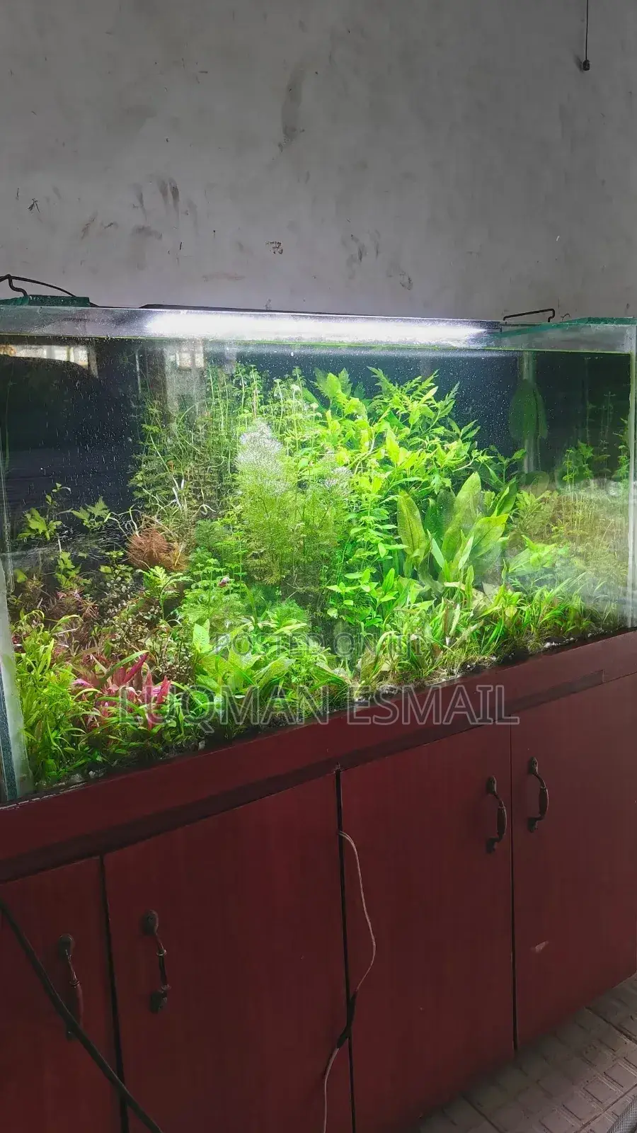Aquarium Planted Tanks