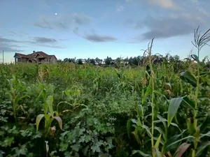 Prime 100 by 100 Plot in Upper Matasia Gated Neighborhood