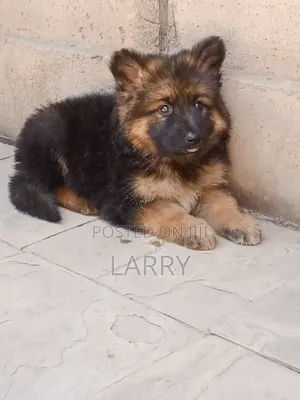1-3 months Female Purebred German Shepherd