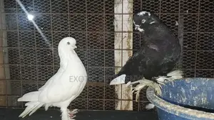 Long Face Pigeons