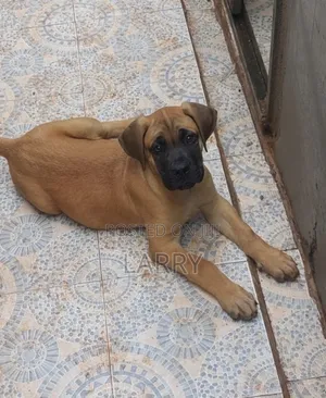 1-3 months Male Purebred Boerboel