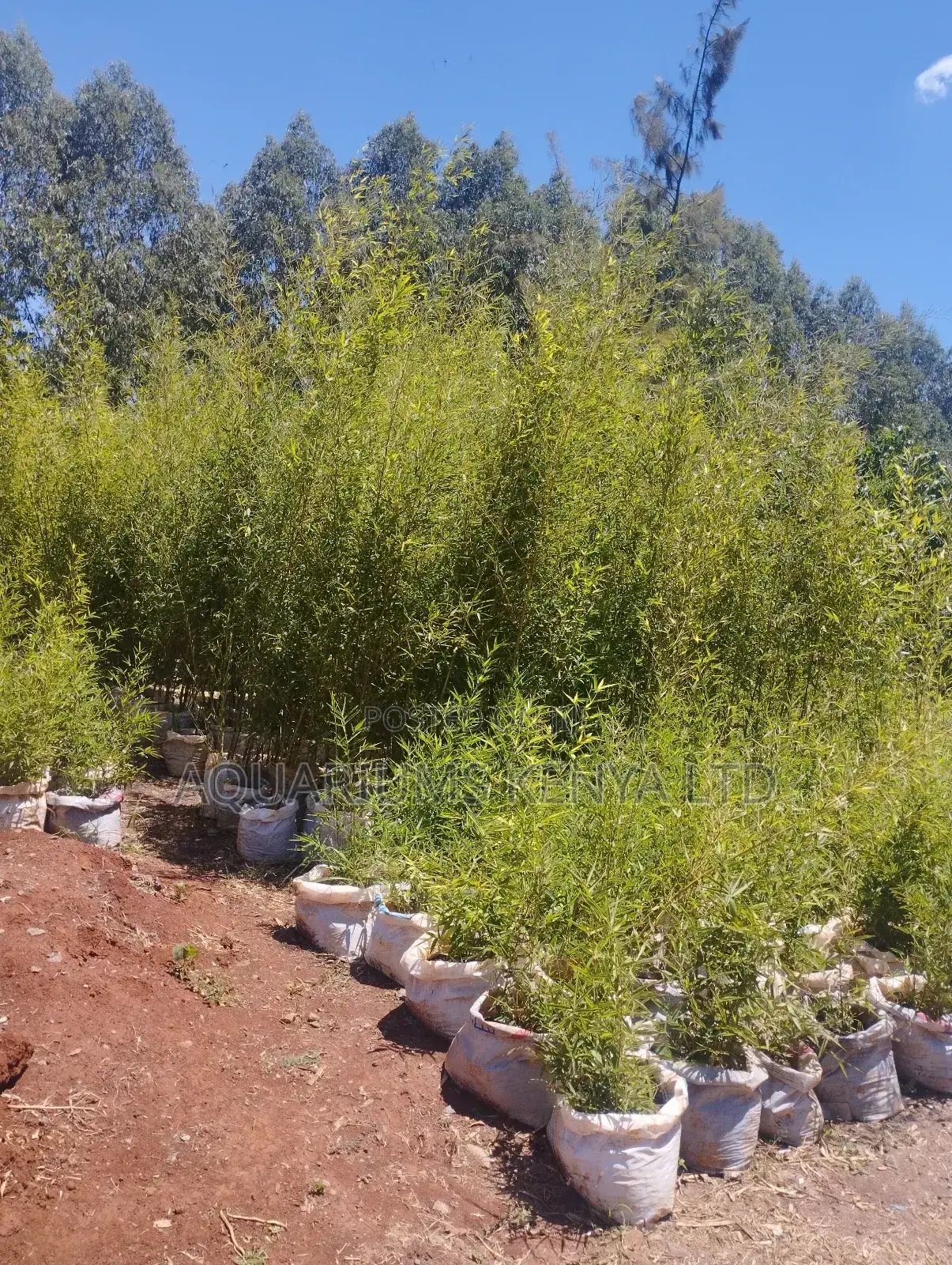 Bamboo Plants For Fencing,Fencing Bamboo